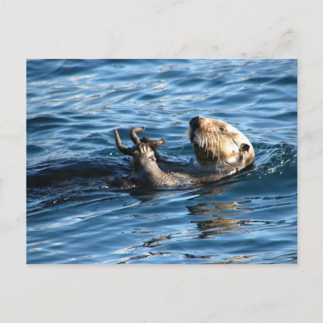 Postal Otter marino (Anverso)