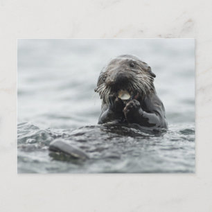 Postal Otter marino adorable