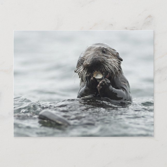 Postal Otter marino adorable (Anverso)