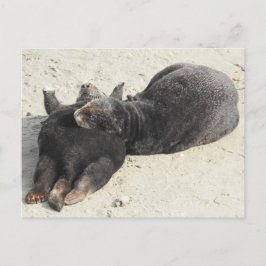 Postal Otter marino de almohada Fluffiest