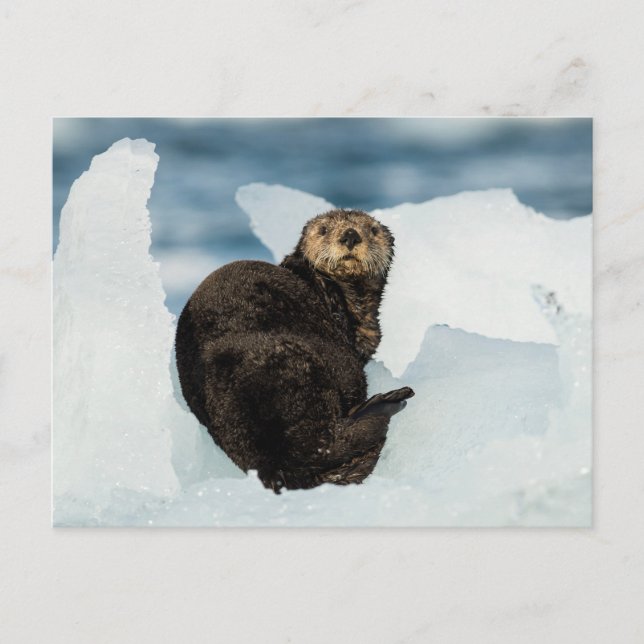 Postal Otter marino de reposo (Anverso)