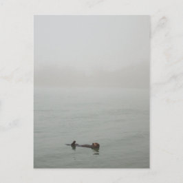 Postal Otter marino en la niebla