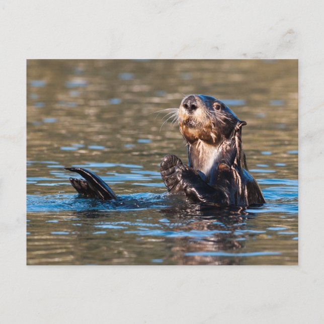 Postal Otter marino Sunny (Anverso)