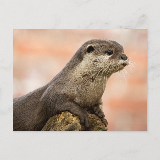 Postal Otter Postcard (Anverso)