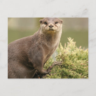 Postal Otter Postcard