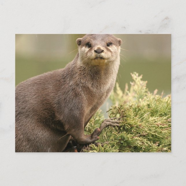Postal Otter Postcard (Anverso)