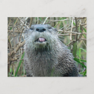 Postal Otter River
