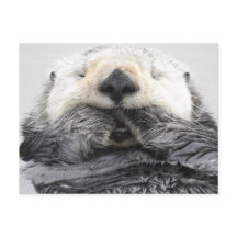 Otter Sea Otter