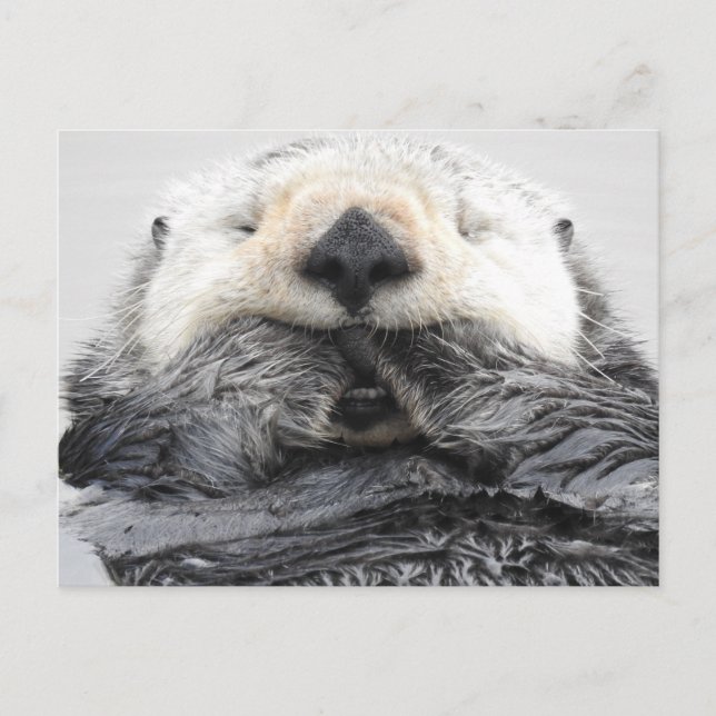 Postal Otter Sea Otter (Anverso)