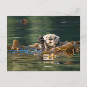 Postal Otter Sea Otter