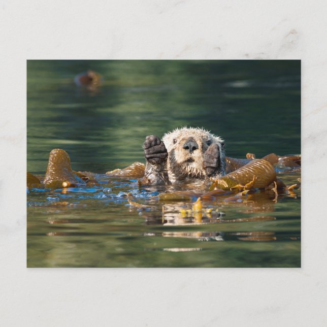 Postal Otter Sea Otter (Anverso)