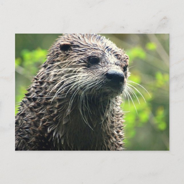 Postal Otter State de Washington (Anverso)