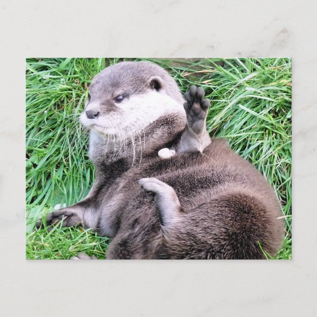 POSTAL OTTERS (Anverso)
