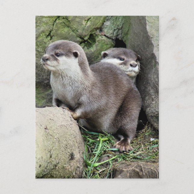 POSTAL OTTERS (Anverso)
