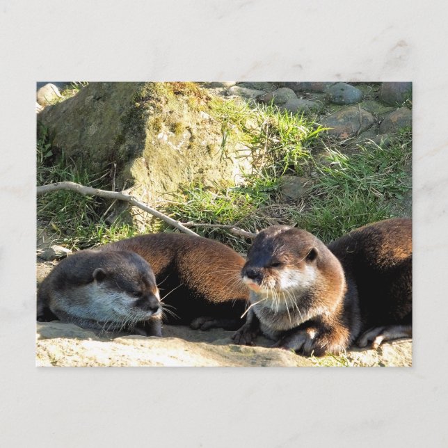 POSTAL OTTERS (Anverso)