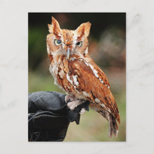 Postal Otus asio Otus Screech Owl (fase roja)