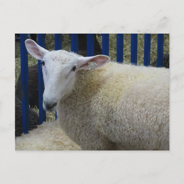 Postal Oveja (Anverso)