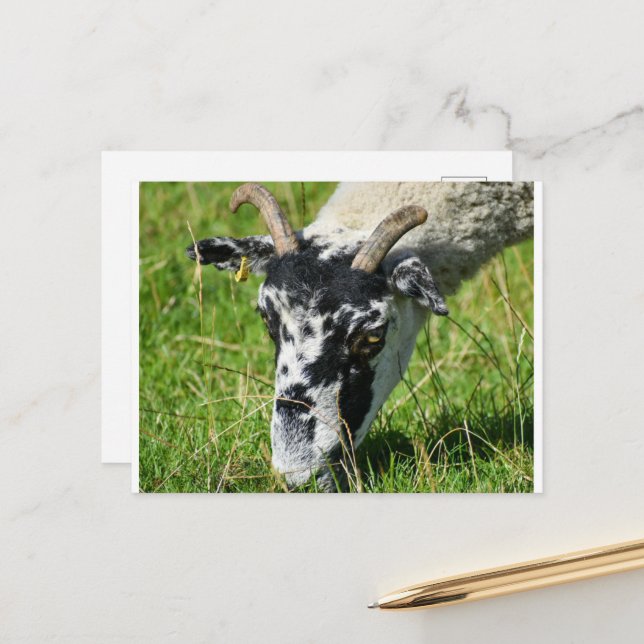 Postal Oveja (Anverso/Reverso In Situ)