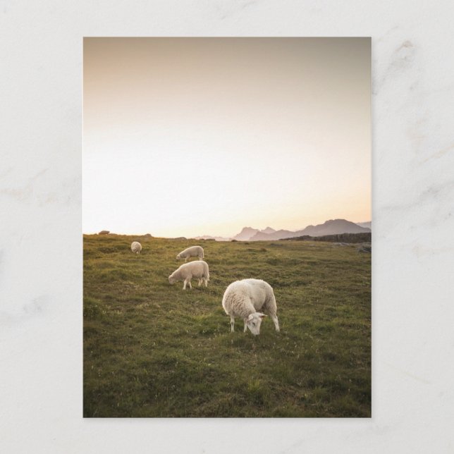 Postal Oveja (Anverso)