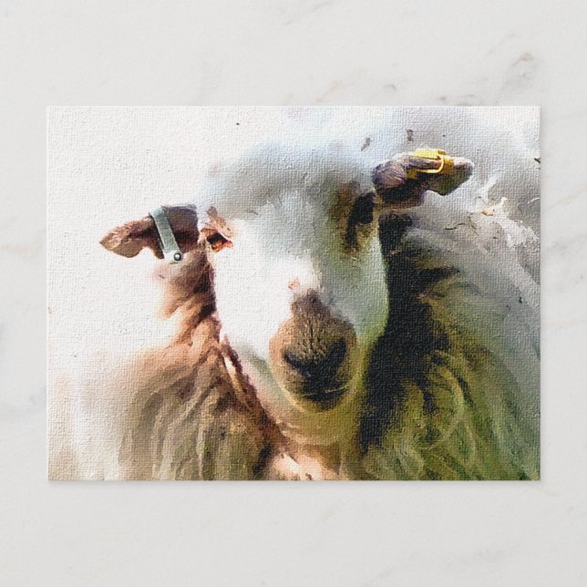 POSTAL OVEJA ADORABLE (Anverso)