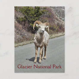 Postal Oveja Bighorn