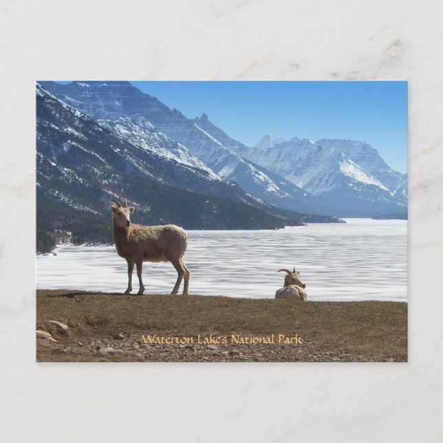 Postal Oveja Bighorn (Anverso)