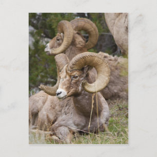 Postal Oveja Bighorn