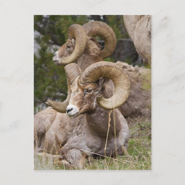 Postal Oveja Bighorn (Anverso)