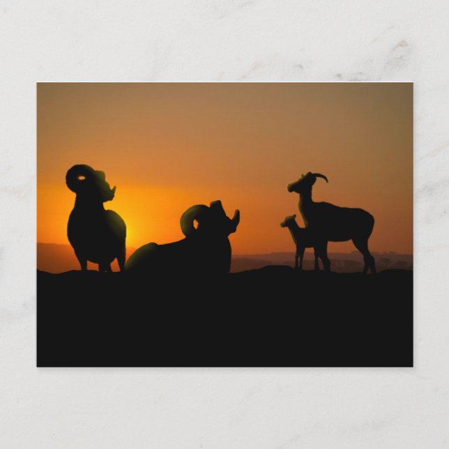 Postal Oveja Bighorn (Anverso)