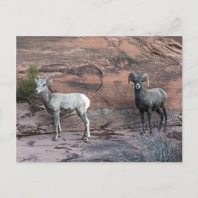 Postal Oveja Bighorn (Anverso)