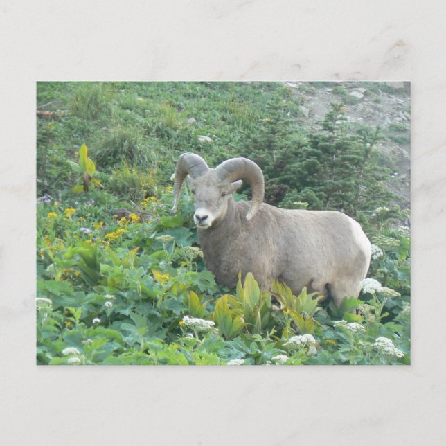 Postal oveja bighorn (Anverso)