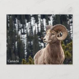 Postal Oveja Bighorn - Canadá