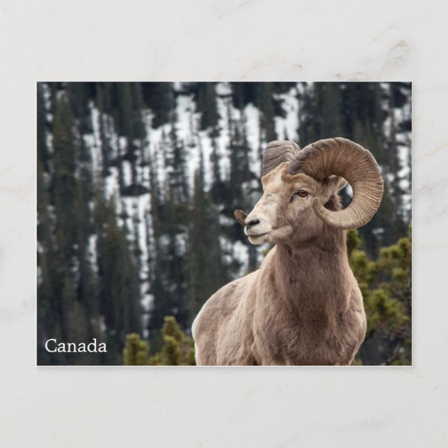 Postal Oveja Bighorn - Canadá (Anverso)