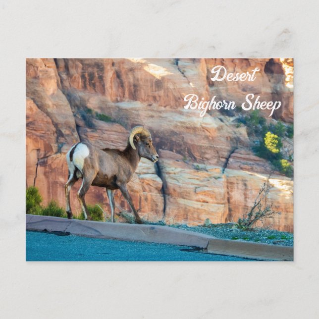 Postal Oveja Bighorn del desierto (Anverso)