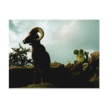 Oveja Bighorn del desierto