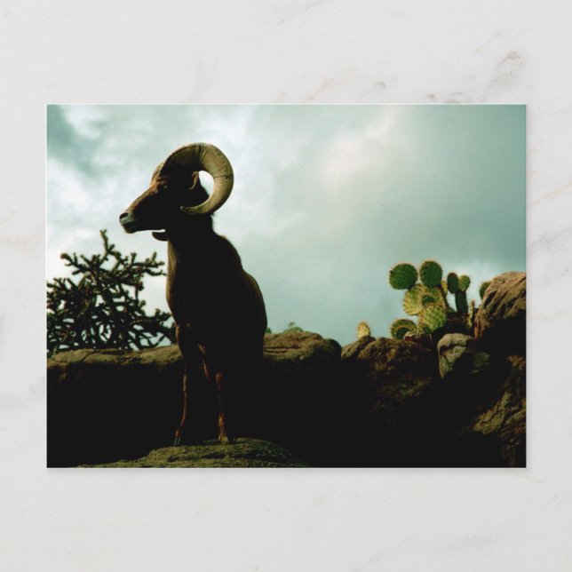 Postal Oveja Bighorn del desierto (Anverso)