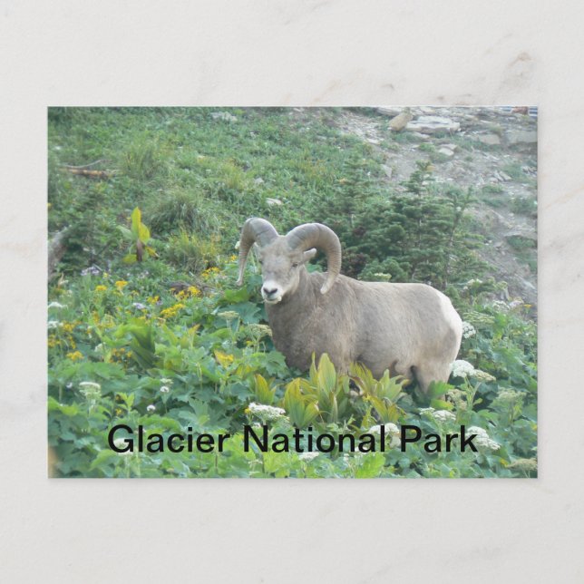Postal Oveja Bighorn En El Parque Nacional Glacier (Anverso)