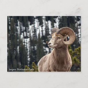 Postal Oveja Bighorn - Parque Nacional Jasper