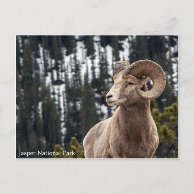 Postal Oveja Bighorn - Parque Nacional Jasper (Anverso)