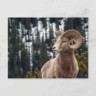 Postal Oveja bosnio en el Parque Nacional Jasper