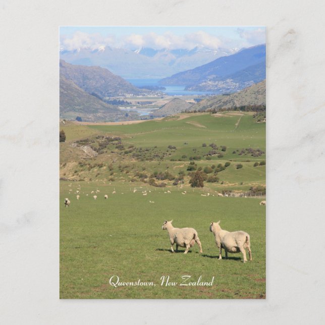 Postal Oveja con vistas, Queenstown NZ - Postcard (Anverso)