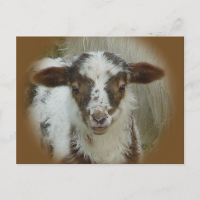 Postal Oveja - Cordero pardo (Anverso)