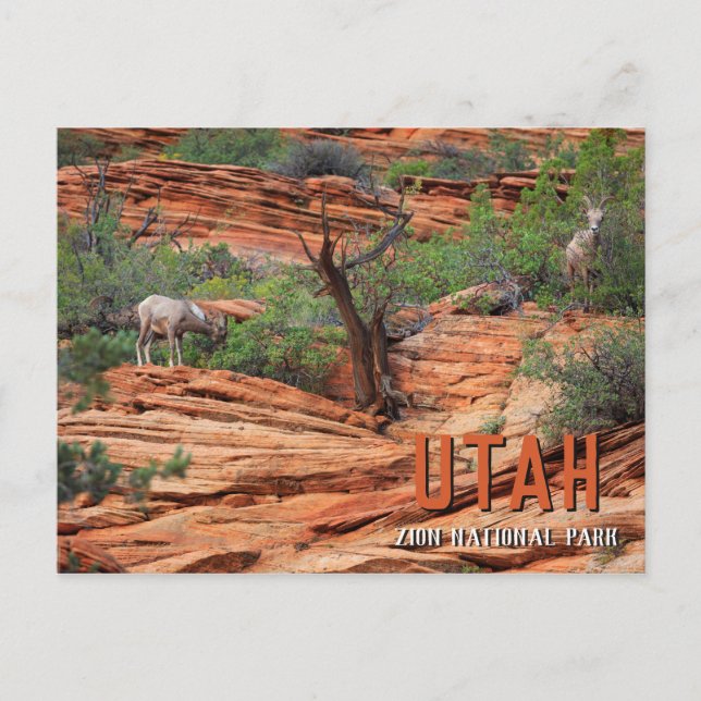 Postal Oveja de Bighorn en el Parque Nacional de Zion (Anverso)