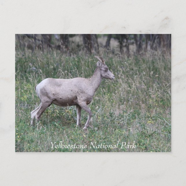 Postal Oveja de Cuerno Grande, Hembra, Yellowstone (Anverso)