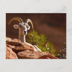 Postal Oveja de cuernos grandes del desierto (Ovis canade