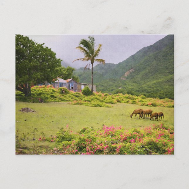 Postal Oveja de la isla caribeña y escenario de casa trad (Anverso)