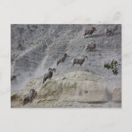 Postal Oveja de montaña de Bighorn