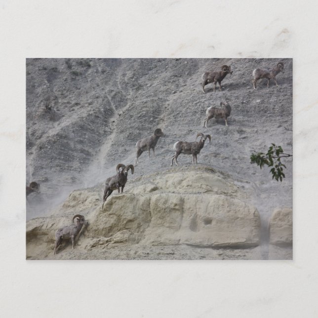 Postal Oveja de montaña de Bighorn (Anverso)