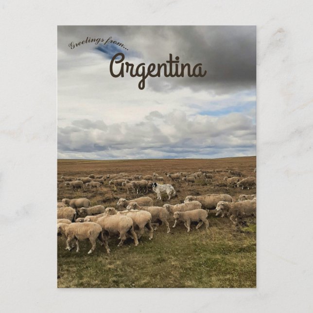 Postal Oveja en Tierra del Fuego Argentina (Anverso)