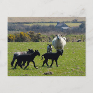Postal Oveja Lambs Bodmin Moor Cornwall Inglaterra